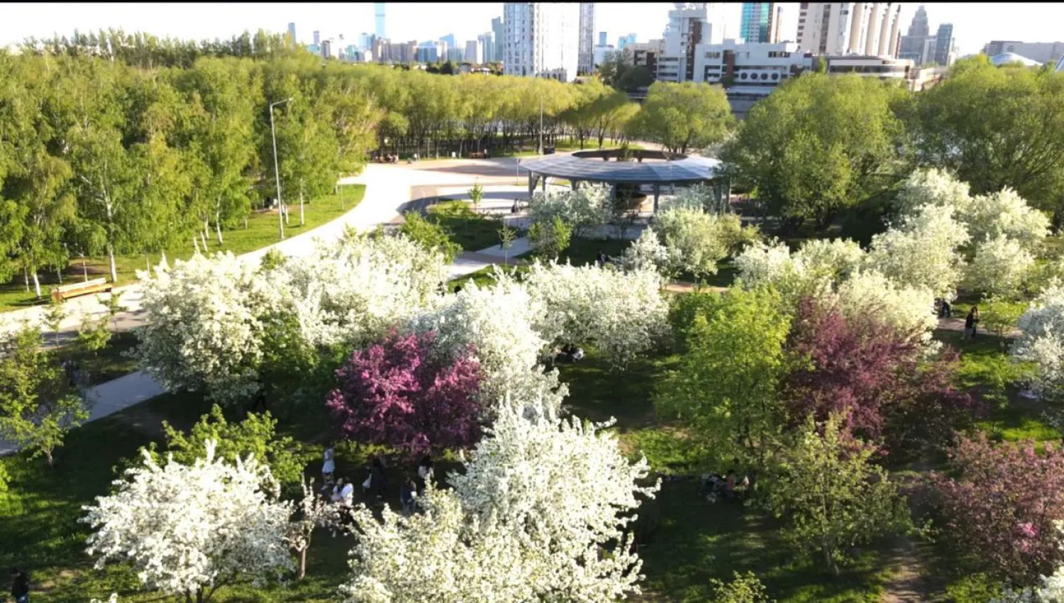 Яблони, сирень и тюльпаны зацвели в Астане