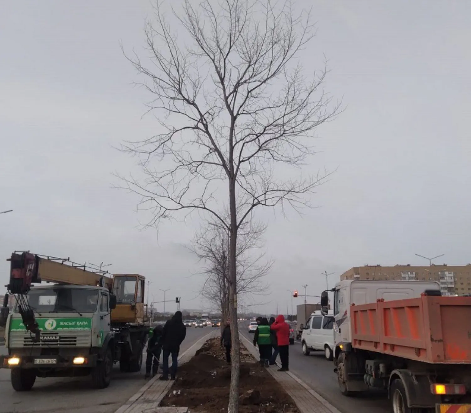 К весенней посадке крупномерных деревьев приступили в Нур-Султане