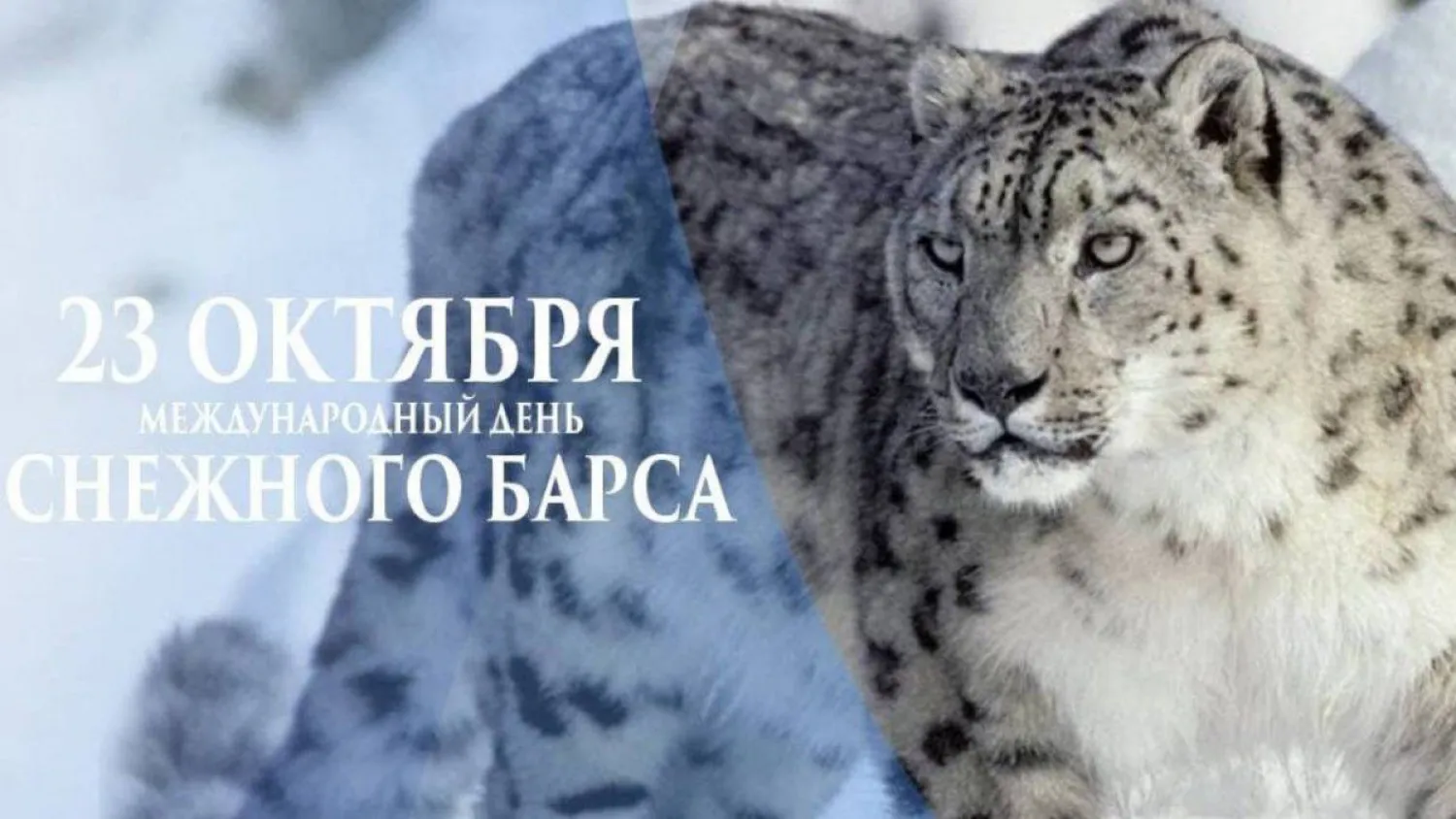 23 октября – Международный день снежного барса