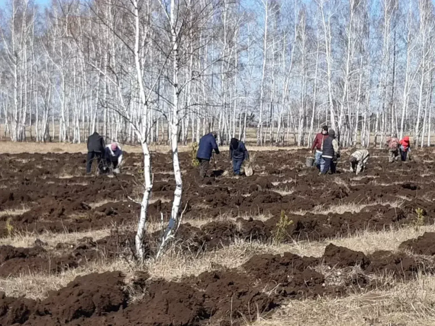 Более двух миллиардов деревьев посадят в Акмолинской области