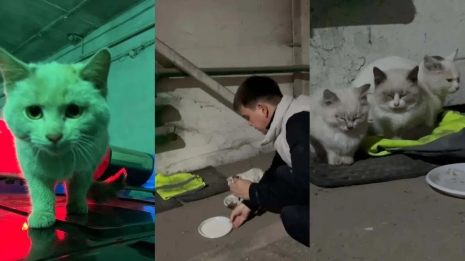 Полицейские спасли котят от мороза в Павлодаре