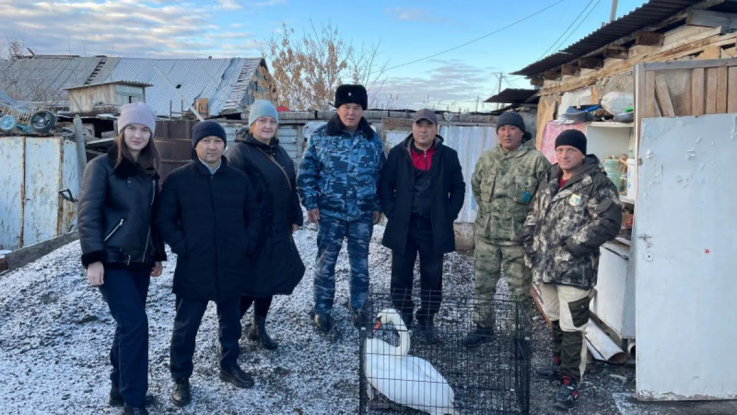 Костанайцы спасли лебедя от стаи собак