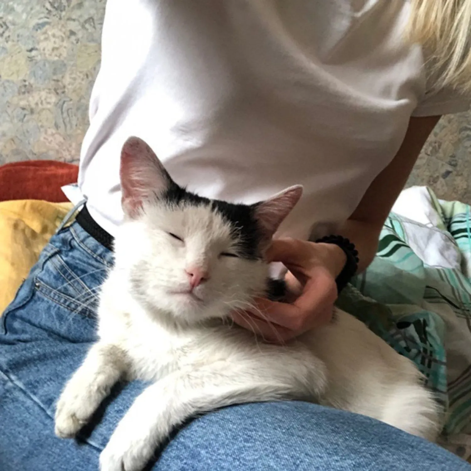 Кошка спасла хозяина во время пожара