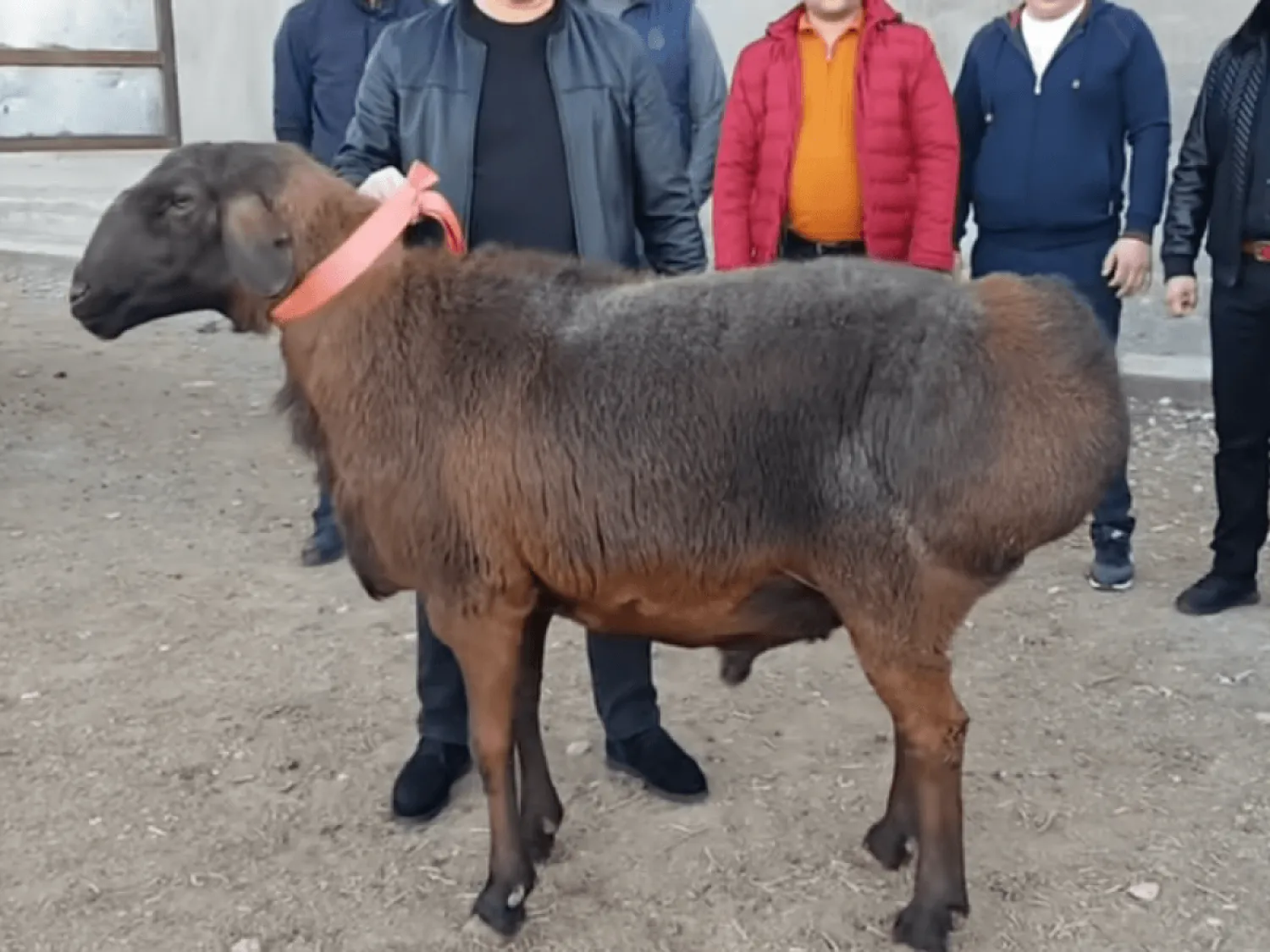 Овцевод купил барана за 18 млн тенге в Туркестанской области