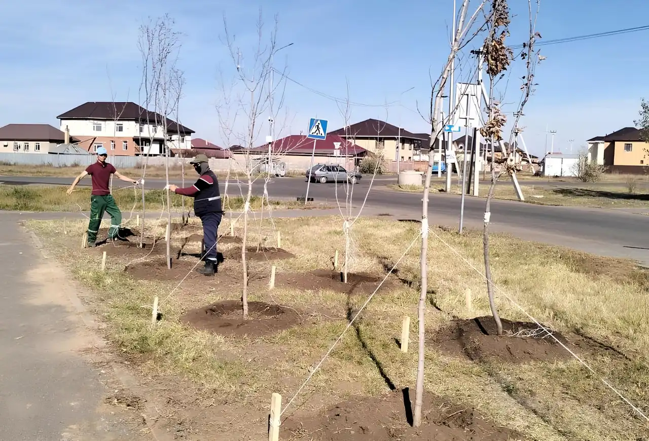 Посадка деревьев состоялась в районе Нұра