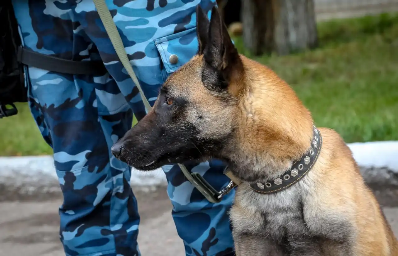 Служебная собака помогла найти без вести пропавшую девочку в Астане