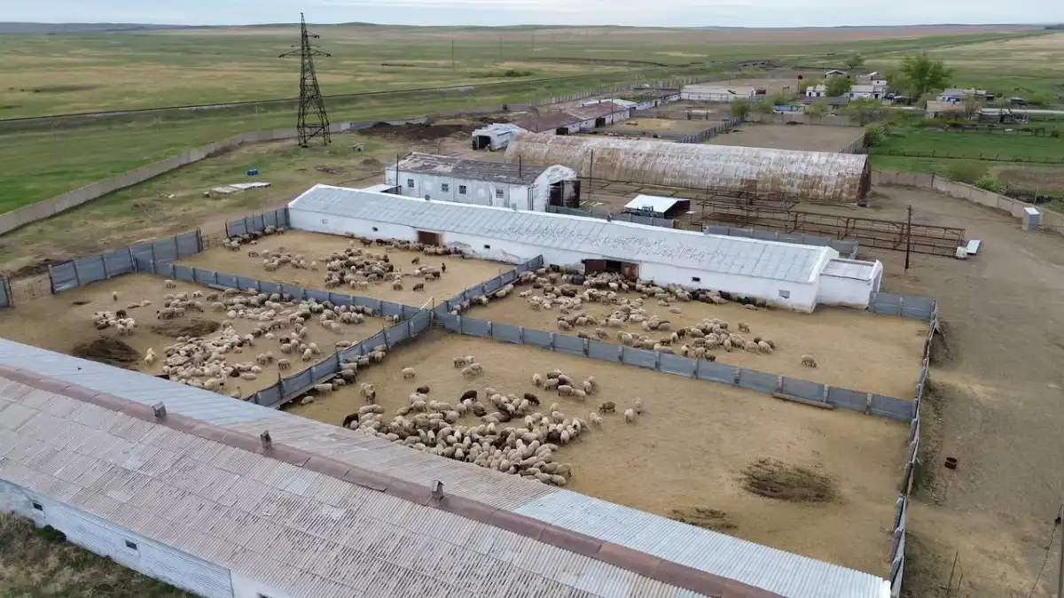 Животноводческий кластер создадут в Акмолинской области