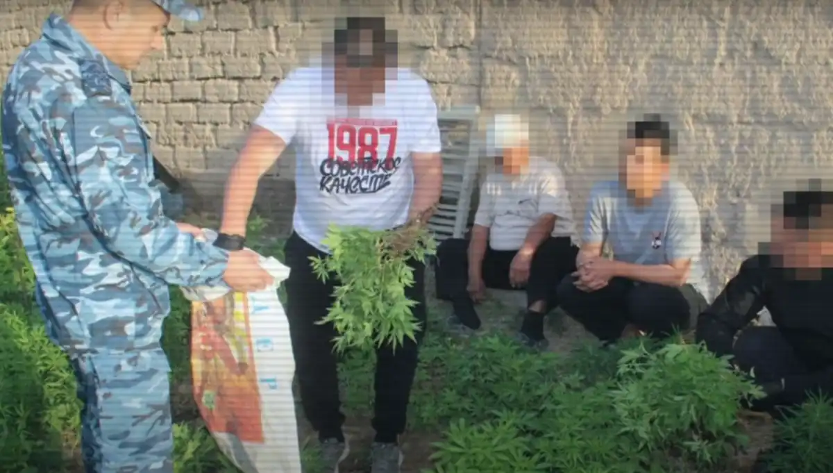 Плантацию каннабиса организовал прямо в доме житель Кызылординской области