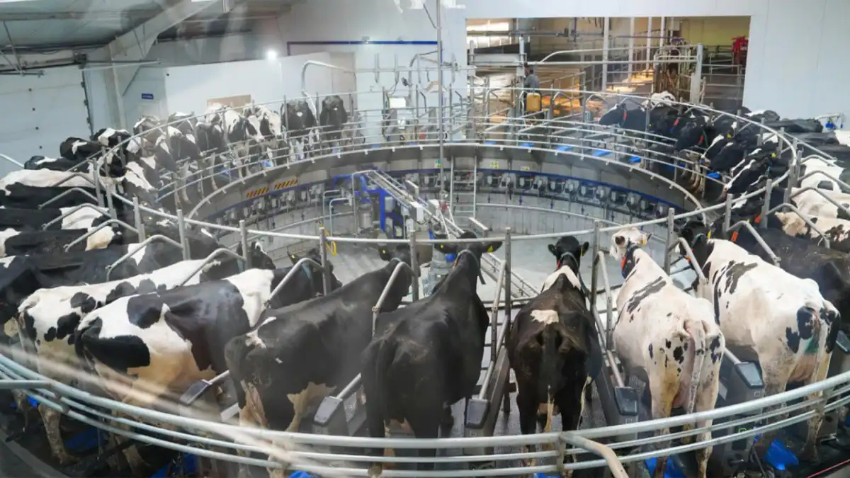 Стандарты animal welfare и смарт-фермы: как будет меняться животноводство в Казахстане