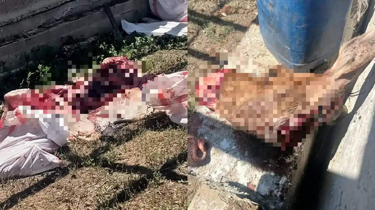 Актюбинцу грозит до 3 лет колонии за убийство лося
