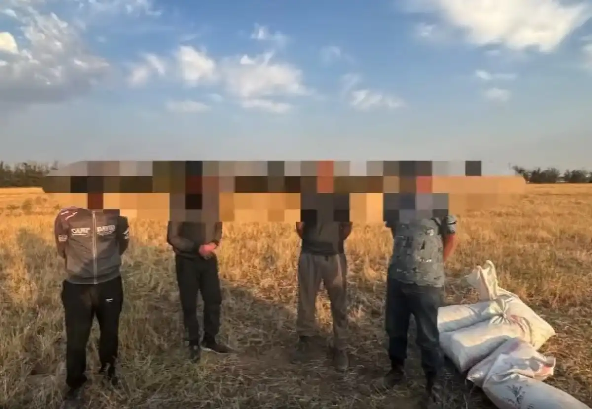 Собиравших марихуану мужчин застали врасплох жамбылские полицейские