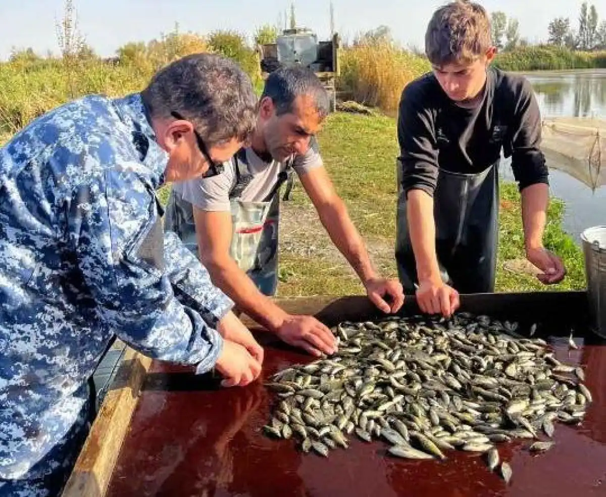 500 тысяч сеголеток карпа и белого амура выпустят в реку Есиль в Астане