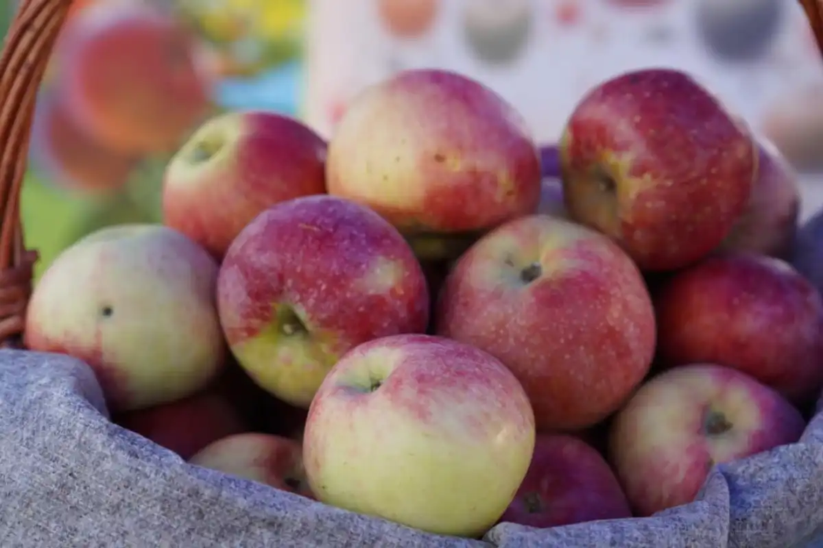 Возрождение апорта: первый сад заложили в Алматинской области