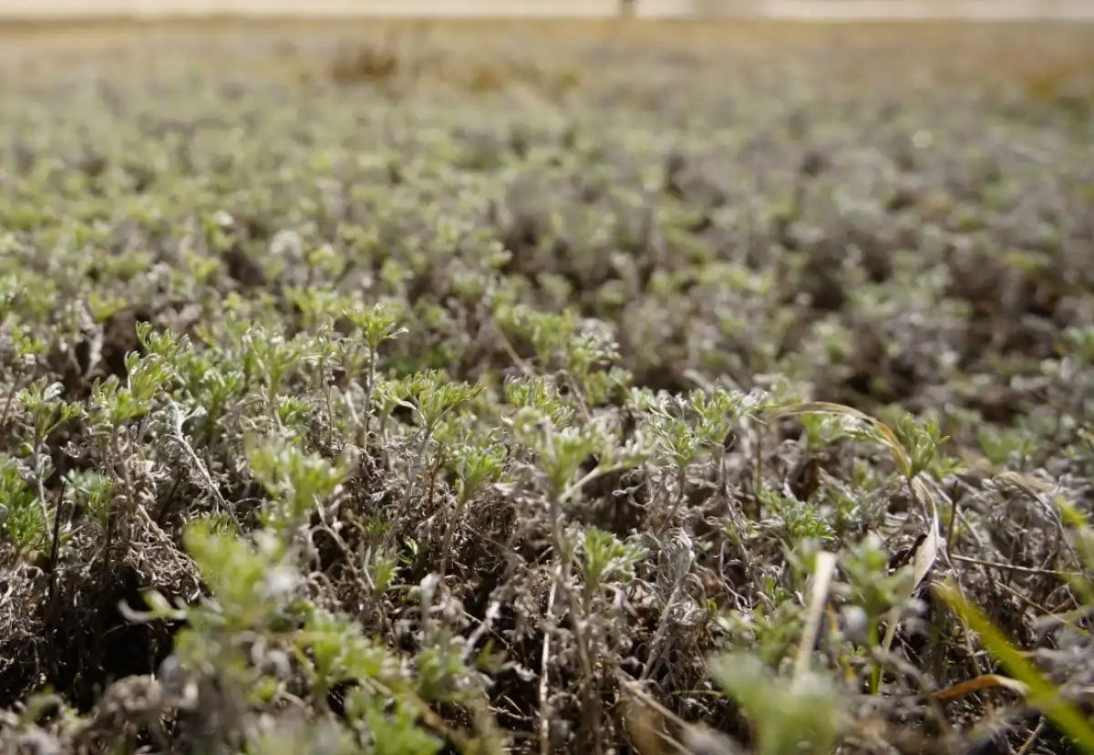 Участок за 1,2 млрд тенге выдали с нарушениями и использовали не по назначению в Костанае