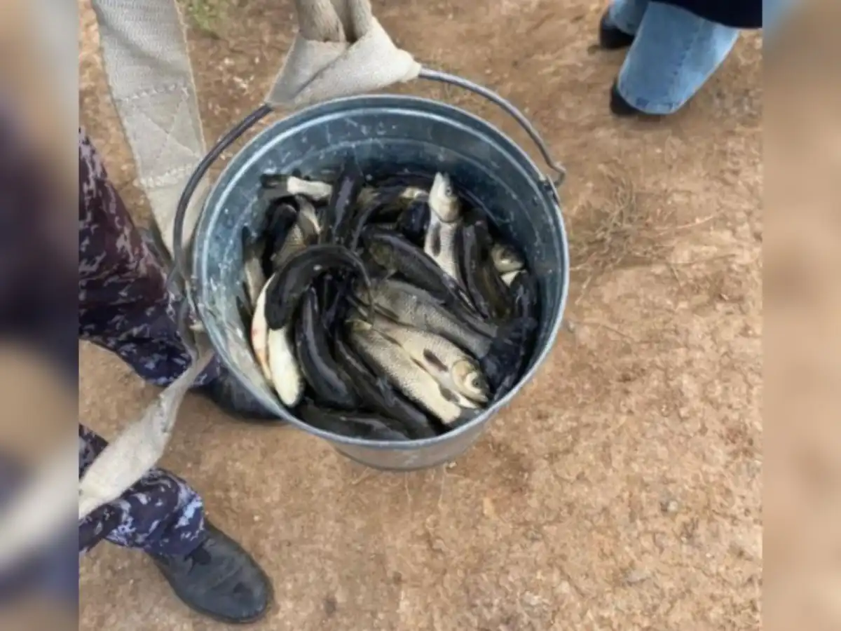 Более 237 тысяч рыб выпустили в реку Есиль в Астане