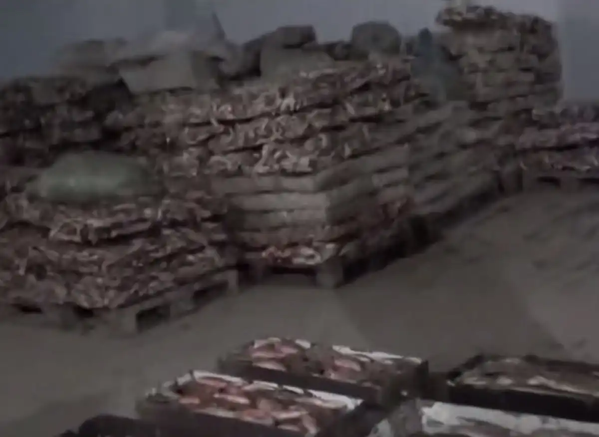 Судака на 254 млн тенге незаконно экспортировали из Казахстана