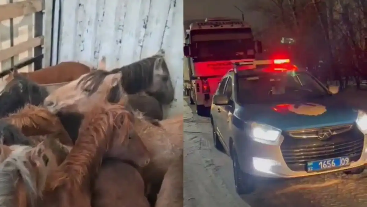 Скотокрад пытался скрыть кражу лошадей ложной покупкой