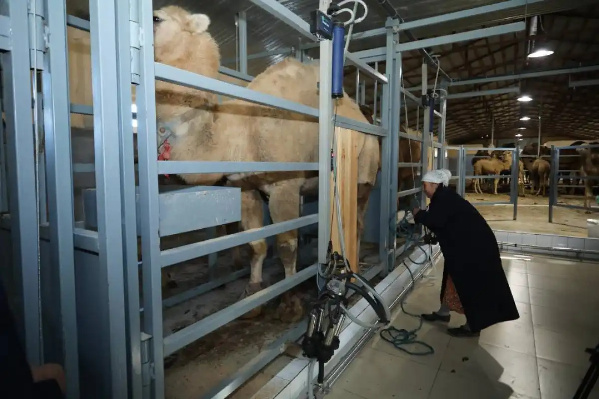 Новый производитель верблюжьего молока появился в Казахстане