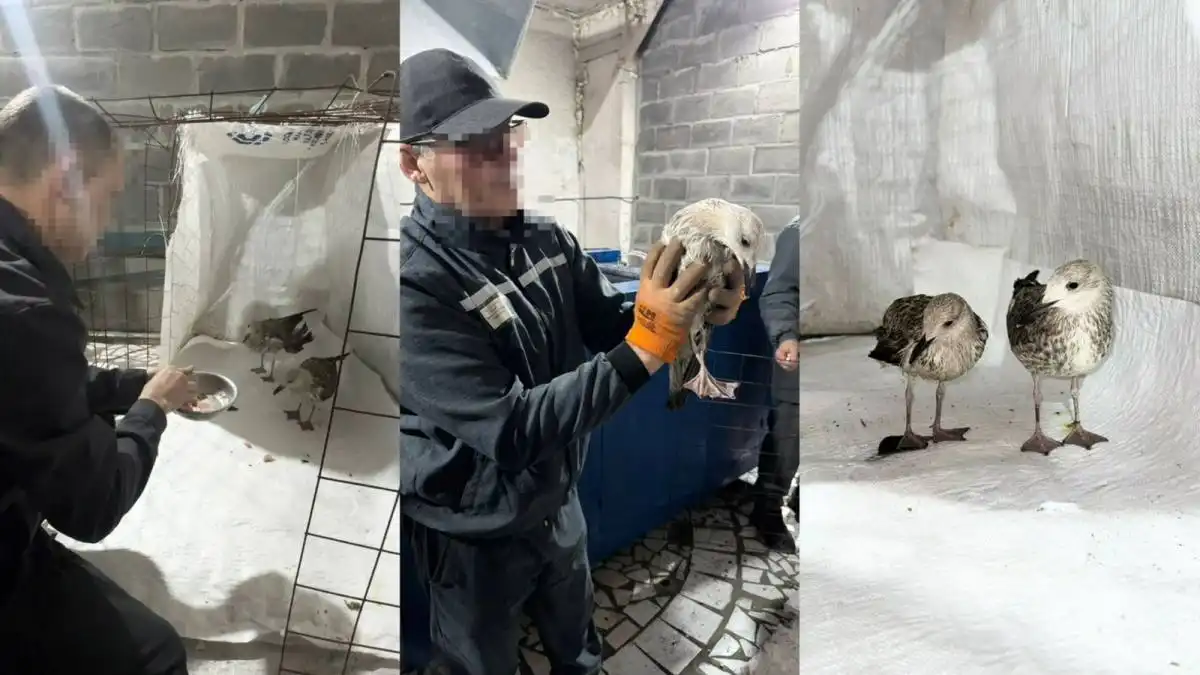 Осужденные выходили отбившихся от стаи птенцов