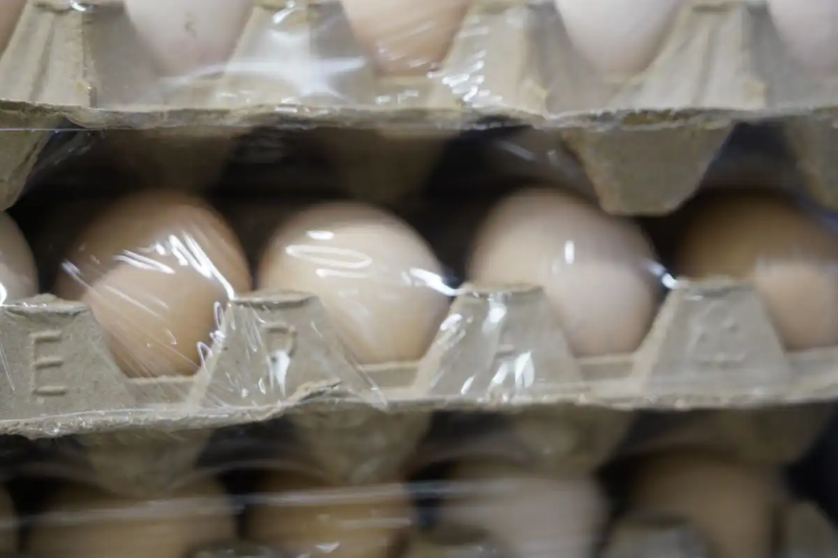 Более 60 тысяч яиц пытались без разрешения ввезти в Казахстан из России