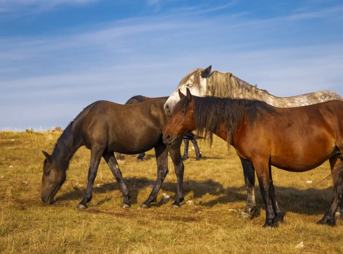Крупная барымта под Астаной: подозреваемый оказался главой крестьянского хозяйства