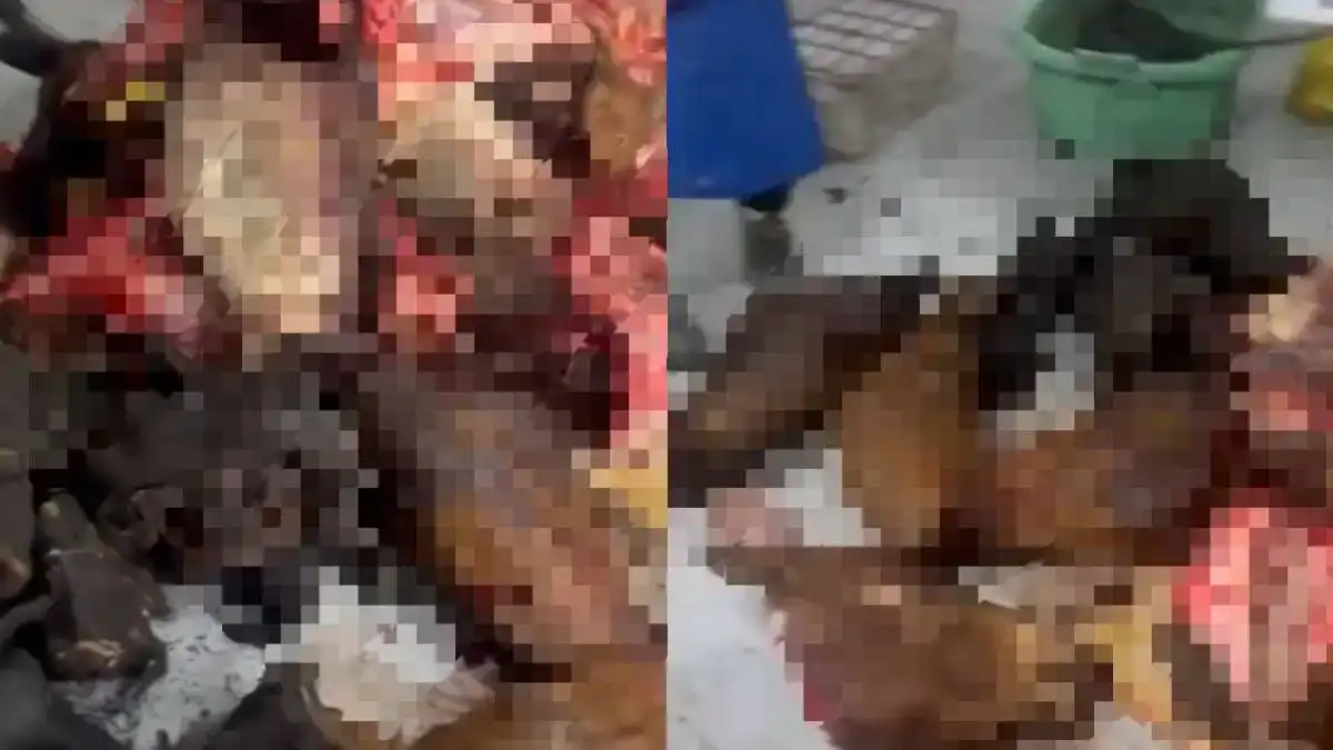 6 незаконных убойных цехов закрыли в Астане и Алматы