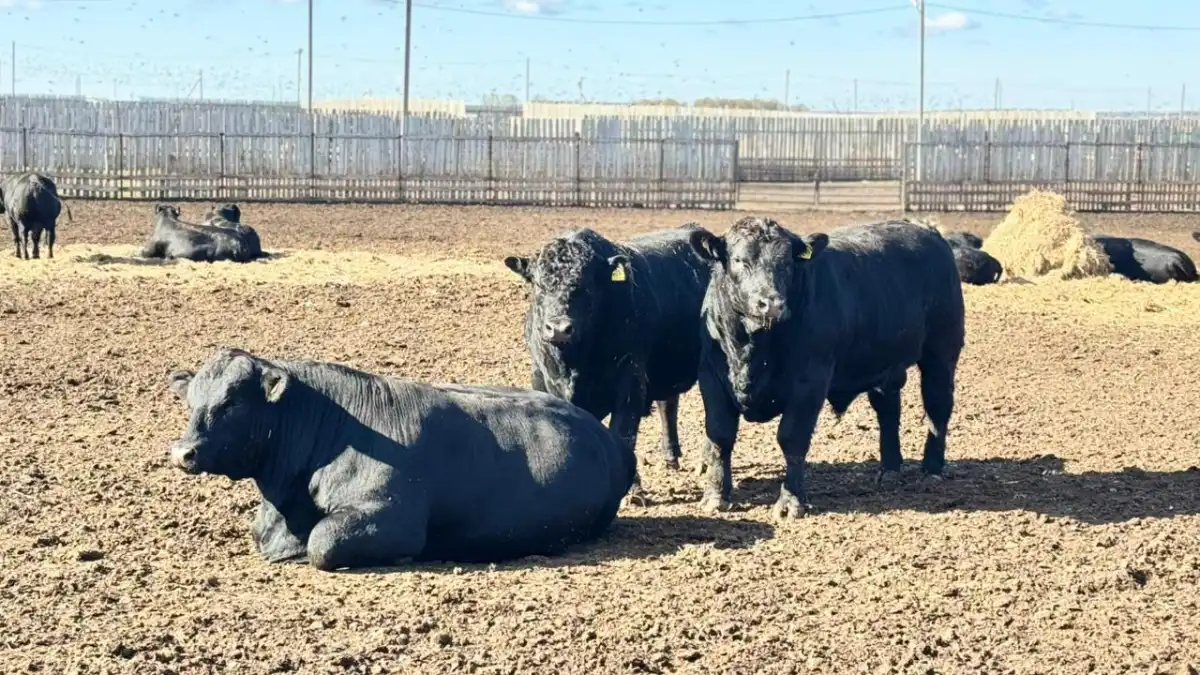 Субсидии на покупку племенного скота выросли в Казахстане