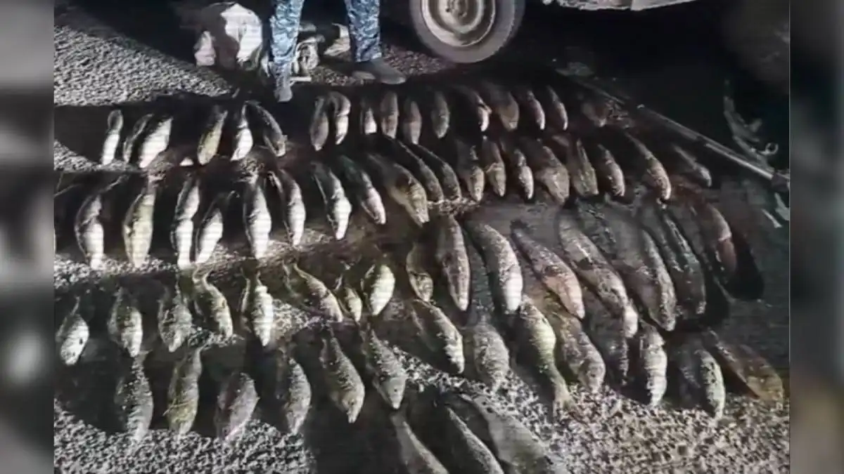 Более 4 тысяч человек в стране привлечены к ответственности за браконьерство