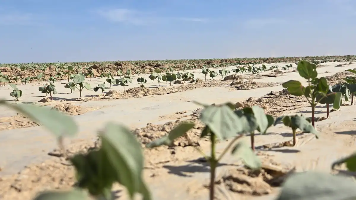 1,7 тысячи новых рабочих мест: в Туркестанской области создадут хлопковый мегакластер