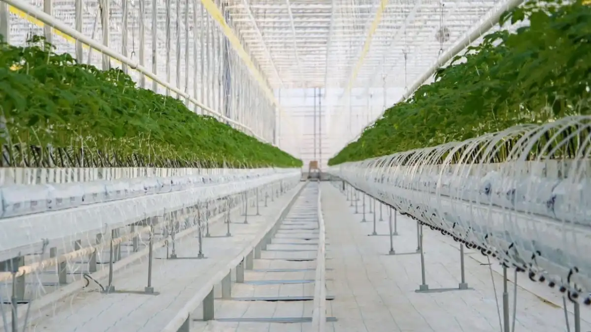 Тепличный комплекс на 27 тысяч тонн овощей запустили в Туркестанской области