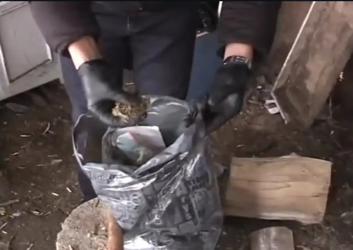 Скот помог полиции выявить наркопреступление в ВКО – видео