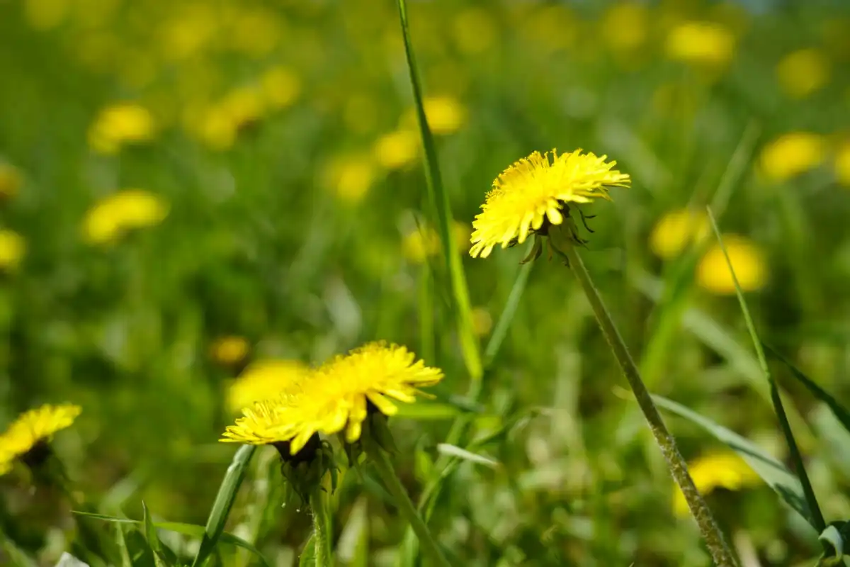 Сельхозземли на 101 млн тенге возвратили государству в Павлодарской области