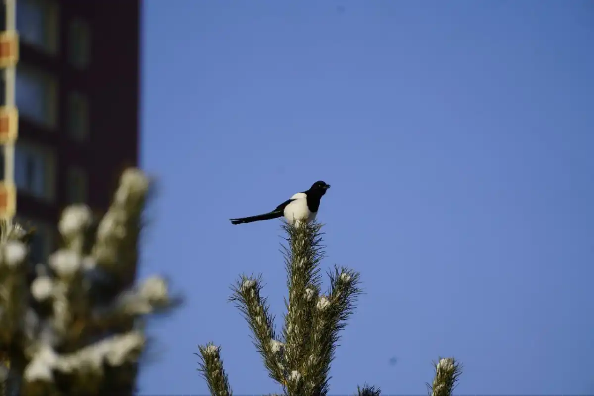 Какой будет погода в Астане сегодня