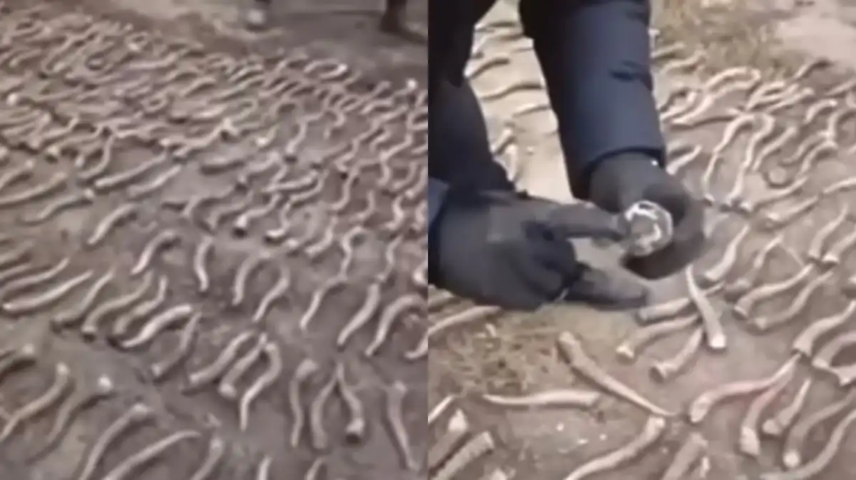 Дом жезказганца оказался хранилищем сотни рогов сайгаков