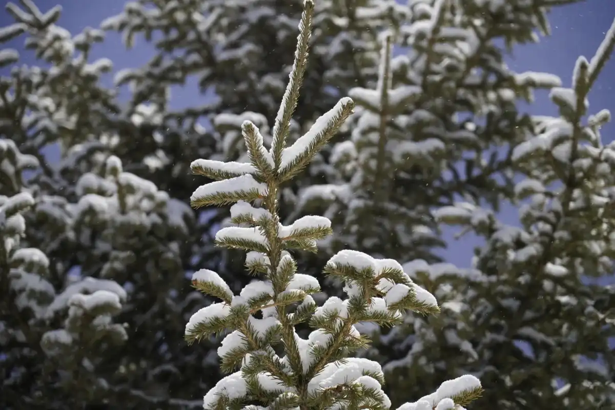 Какой будет погода в Астане 22 декабря