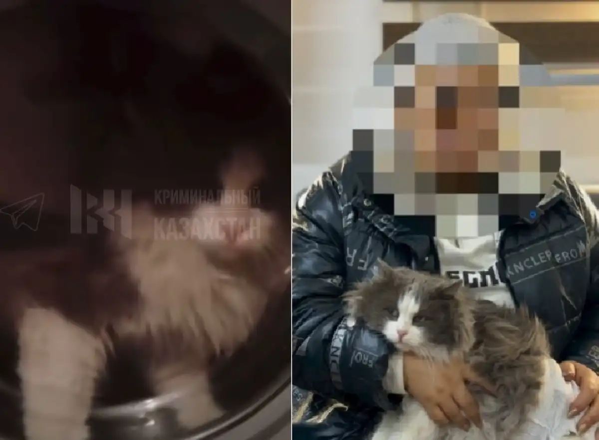 Прокрутившую кота в стиральной машине женщину наказали в Жетысу