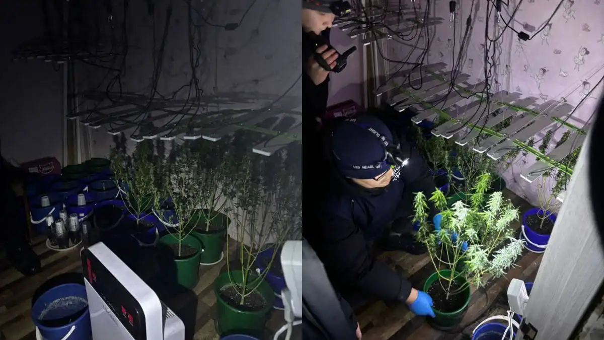 Мужчина выращивал коноплю в собственной квартире в Уральске