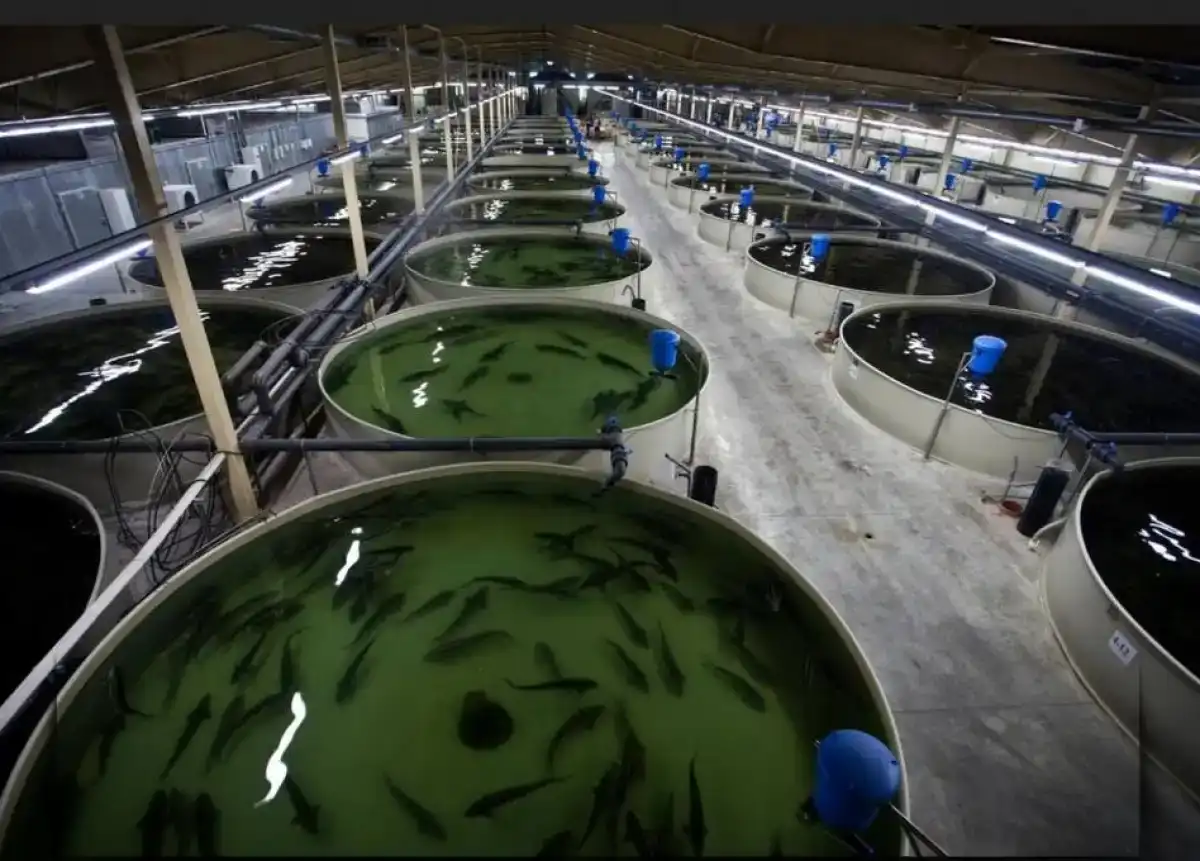 Малые рыбные хозяйства Казахстана смогут получать госсубсидии