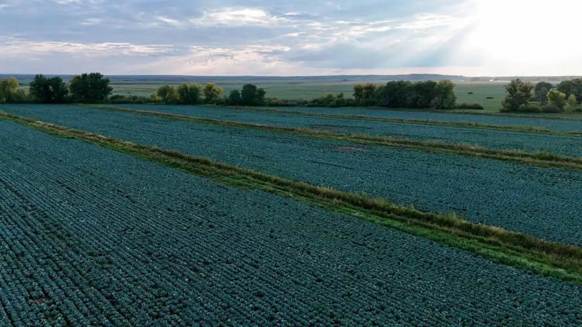 2,9 млн тонн картофеля и рекордный урожай бобовых собрали в Казахстане