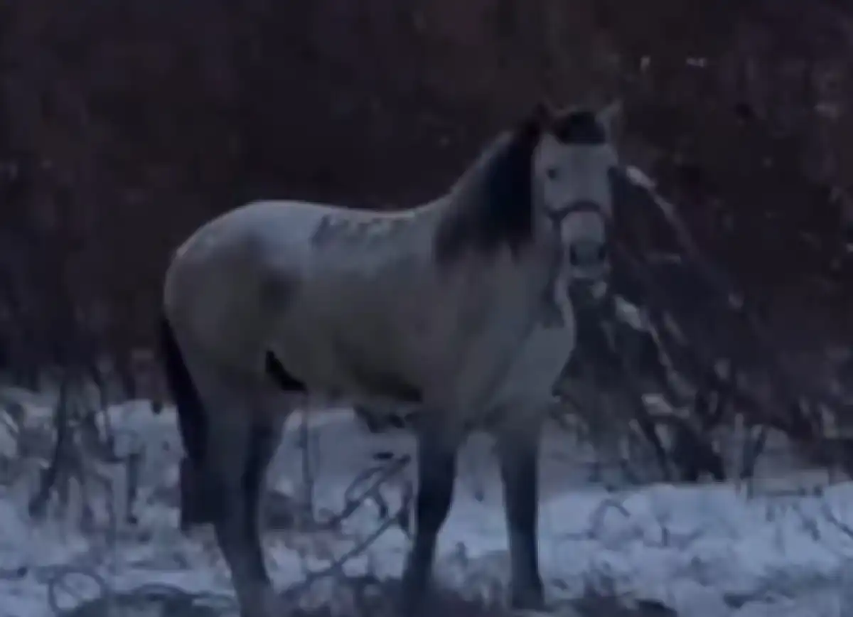Племенного жеребца вернули казахстанцу – ВИДЕО