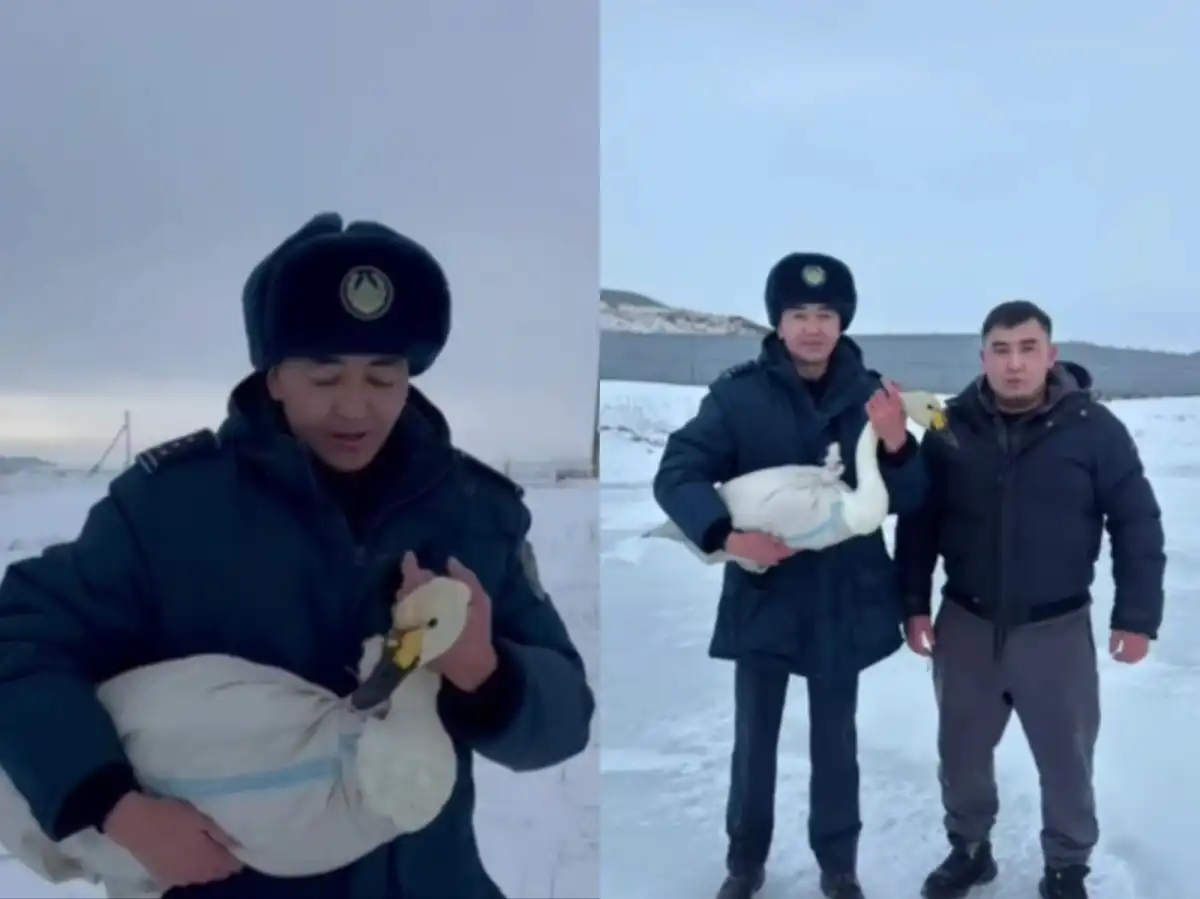 Раненого лебедя спасли в ВКО