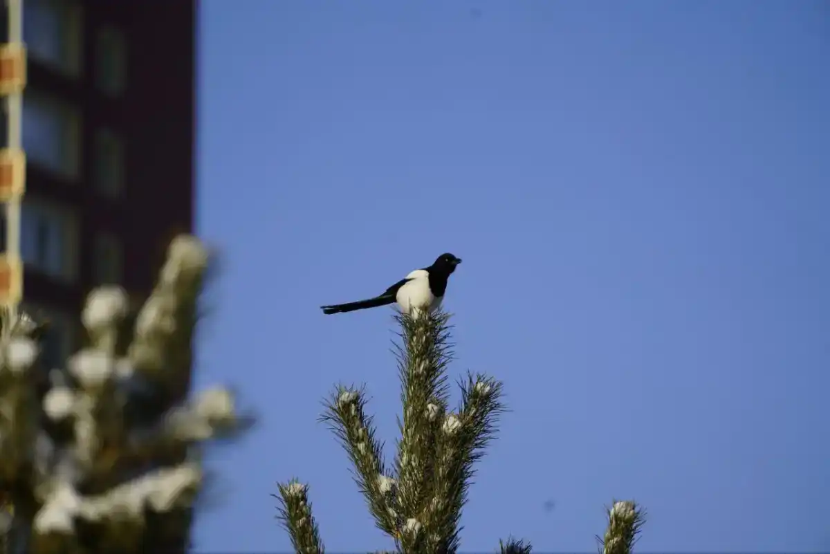 Потепление ожидается в Астане