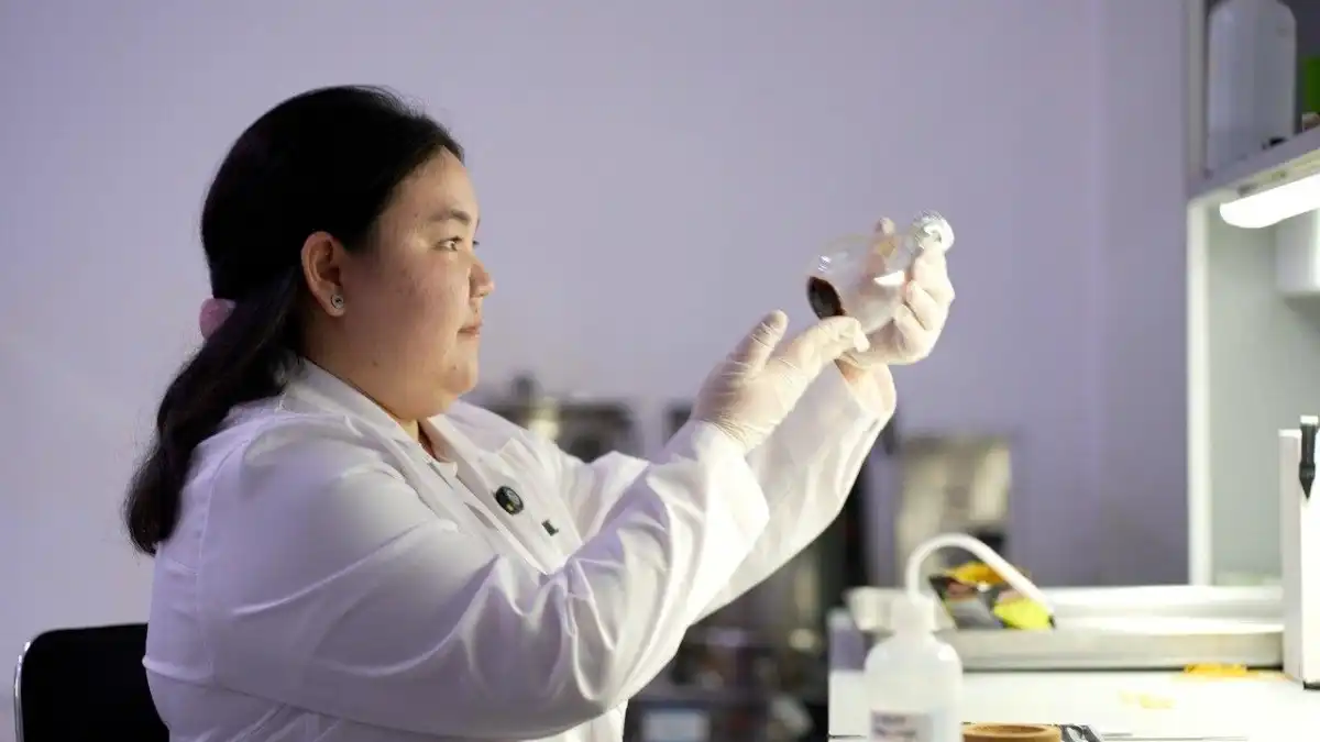 Противодиабетические свойства цикория доказала казахстанка