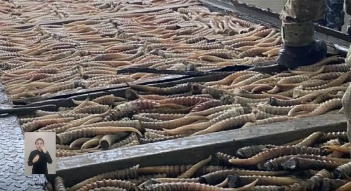 На границе России и Казахстана пресекли крупную контрабанду рогов сайги - ВИДЕО