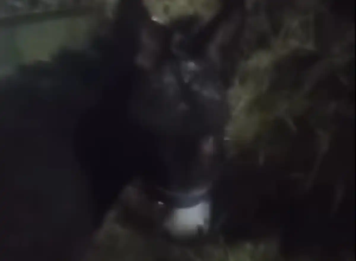 За жестокое обращение с ослом расплатился мужчина в Астане (ВИДЕО)