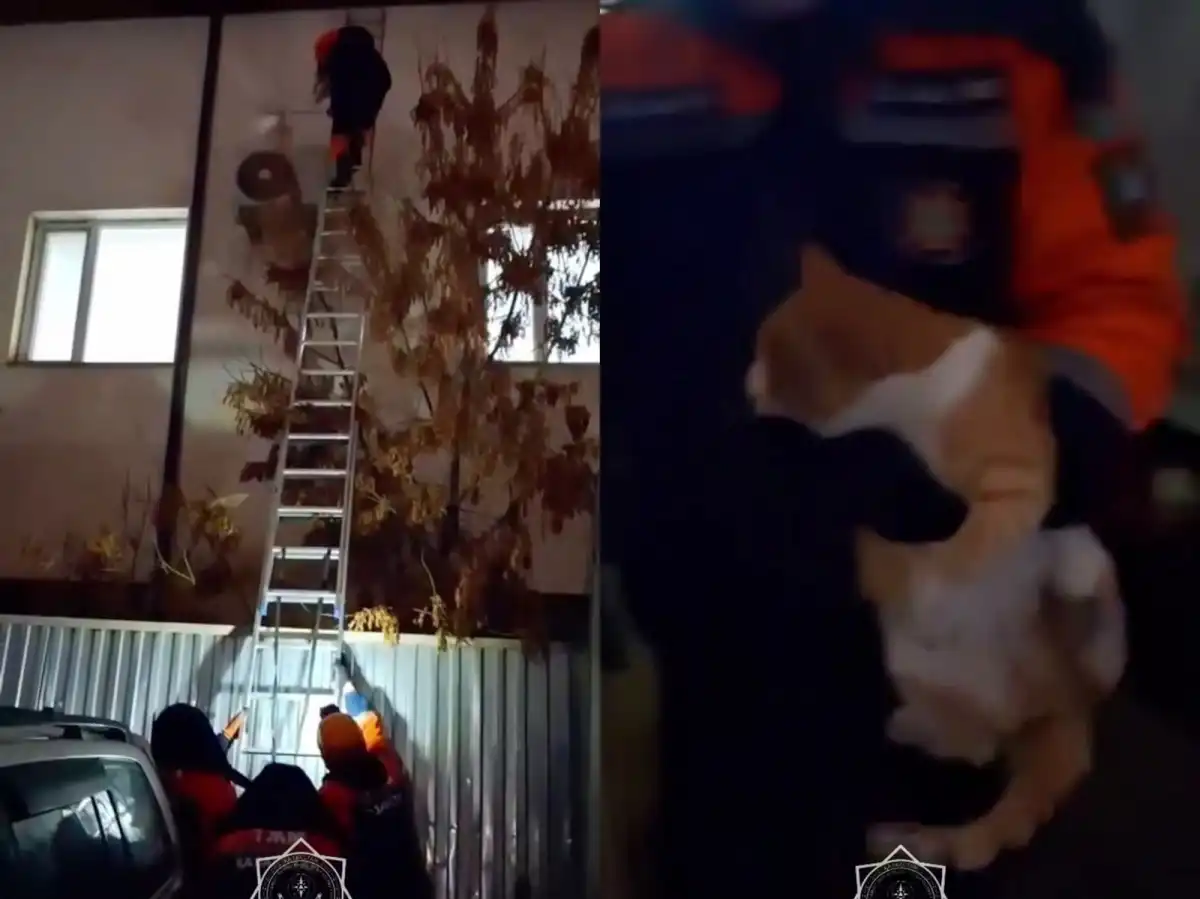 Кота, просидевшего четыре дня на крыше, спасли в Кызылорде