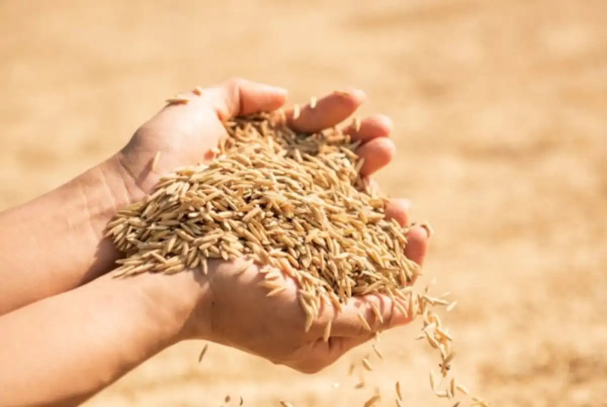 Субсидии на зерно распределяли с нарушениями – АЗРК