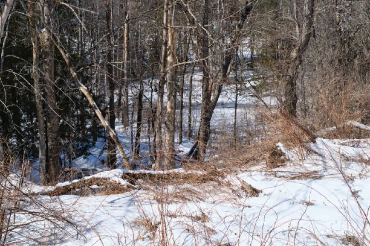 Лесопарковую зону в области Жетысу незаконно передали в частные руки