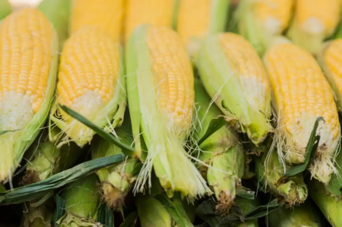 В Казахстане увеличат посевы высокомаржинальных сельхозкультур