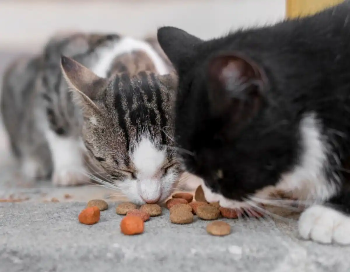 Будут ли штрафовать казахстанцев за кормление бездомных животных